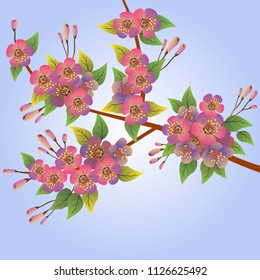 Spring. All wakes up, flowers sakura blossom .