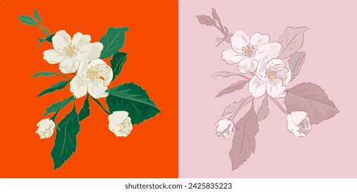 Flores blancas de manzano de primavera aisladas sobre fondo rosa y rojo. Tarjeta de felicitación con flores de manzana dibujadas a mano. Ilustración de vector