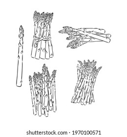 Spring asparagus hand drawn vector asparagus vector sketch
