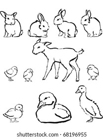 Spring baby animals