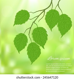 Spring background with birch branches on a blurred green background