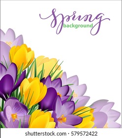 Spring background with blooming spring flowers, crocuses. Vector illustration