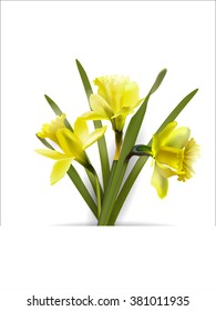 Spring background with Blooming Narcissus . Spring  Concept.   
Template Vector.