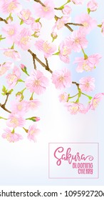 Spring  background with blossom brunch of pink sakura flowers on blue sky background.  Template with place for text. Stock vector illustration. Good for gift voucher, card, banner.