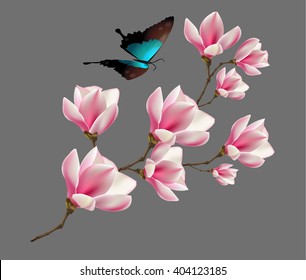 Spring background with blossom brunch of pink magnolia flowers and butterfly. Vector