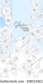 Spring  background with blossom brunch of sakura flowers in soft blue color.  Template with place for text. Stock vector illustration. Good for gift voucher, card, banner.