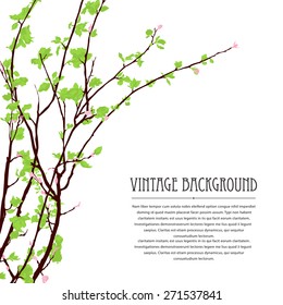 Spring background with blossoming tree brunch against white background