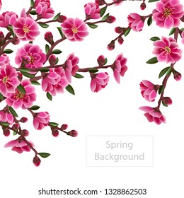Spring background. Cherry blossom