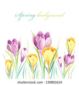 spring background with crocuses