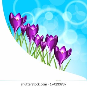Spring background, crocuses
