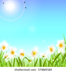 Spring background with daffodil narcissus flowers, green grass, swallows and blue sky. Can be used for Easter, birthday, wedding, anniversary, 8 march, woman's day. Seasonal sales.