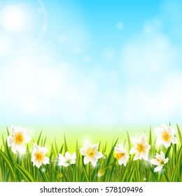 Spring background with daffodil narcissus flowers, green grass, swallows and blue sky. Can be used for Easter, birthday, wedding, anniversary, 8 march, woman's day. Seasonal sales.