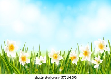 Spring background with daffodil narcissus flowers, green grass, swallows and blue sky. Can be used for Easter, birthday, wedding, anniversary, 8 march, woman's day. Seasonal sales.