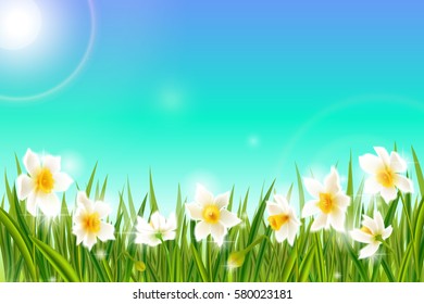 Spring background with daffodil narcissus flowers, green grass, swallows and blue sky.  Can be used for Easter, birthday, wedding, anniversary, 8 march, woman's day. Seasonal sales.