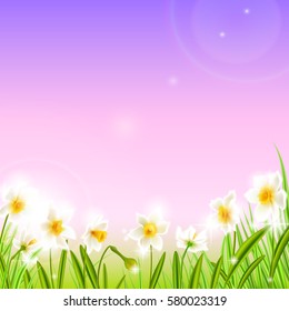Spring background with daffodil narcissus flowers, green grass, swallows.  Can be used for Easter, birthday, wedding, anniversary, 8 march, woman's day. Seasonal sales.