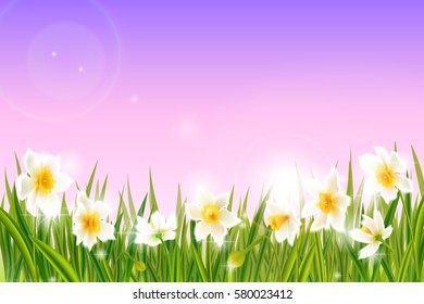 Spring background with daffodil narcissus flowers, green grass, swallows.   Can be used for Easter, birthday, wedding, anniversary, 8 march, woman's day. Seasonal sales.