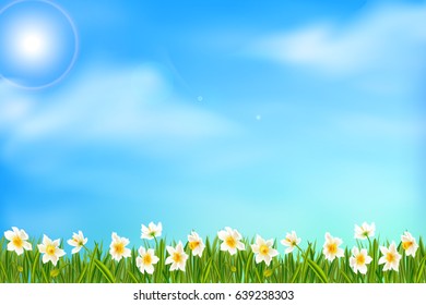 Spring background with daffodil narcissus flowers, green grass, swallows and blue sky.