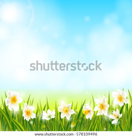 Spring background with daffodil narcissus flowers, green grass, swallows and blue sky. Can be used for Easter, birthday, wedding, anniversary, 8 march, woman's day. Seasonal sales.