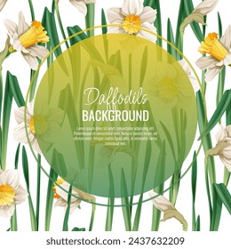 Spring background with daffodils. Postcard, banner for Easter. Spring time. Frame with delicate spring flowers.