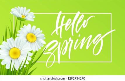 Spring background with daisies and fresh green grass. Hello Spring handwriting Lettering. Vector illustration EPS10