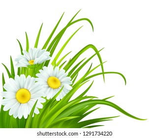 Spring background with daisies and fresh green grass. Vector illustration EPS10