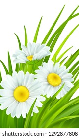 Spring background with daisies and fresh green grass. Vector illustration EPS10