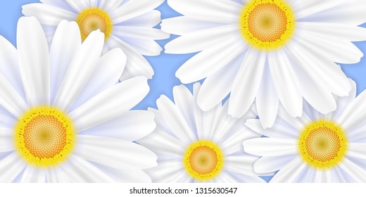 Spring background, daisy flower, vector illustration, EPS10