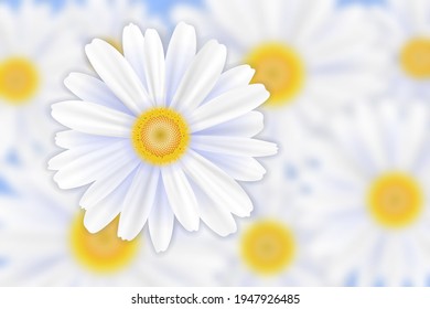 Spring background, daisy flower, vector illustration