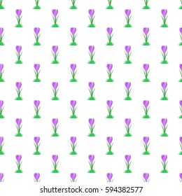 Spring background with flowers purple spring crocus in a green grass in a row side by side and one below the other on a white background