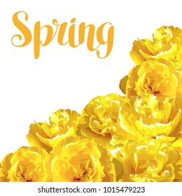 Spring background with fluffy yellow tulips. Beautiful realistic flowers and buds.