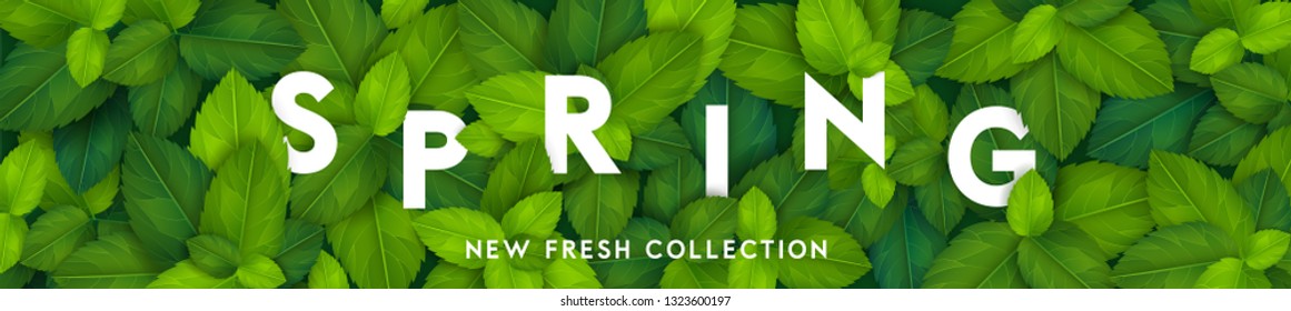 Spring background with fresh green realistic leaves. Clean 3d eco brand banner concept. Vector illustration