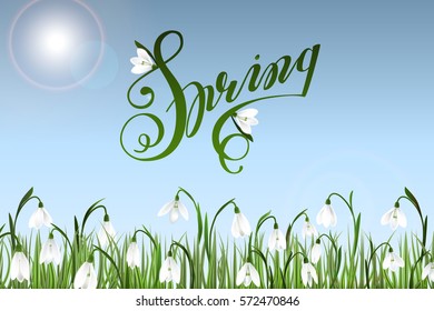 Spring background with galanthus flowers, green grass, swallows, lettering Spring and blue sky. Can be used for Easter, birthday, wedding, anniversary, save date, 8 march, woman's day. Seasonal sales.