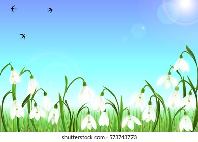 Spring background with galanthus snowdrop flowers, green grass, swallows and blue sky. Can be used for Easter, birthday, wedding, anniversary, save date, 8 march, woman's day. Seasonal sales.