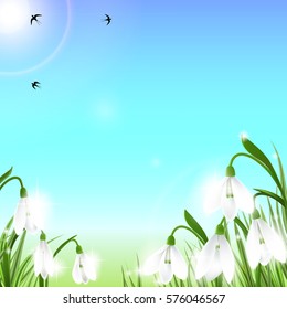 Spring background with galanthus snowdrop flowers, green grass, swallows and blue sky. Can be used for Easter, birthday, wedding, anniversary, save date, 8 march, woman's day. Seasonal sales.