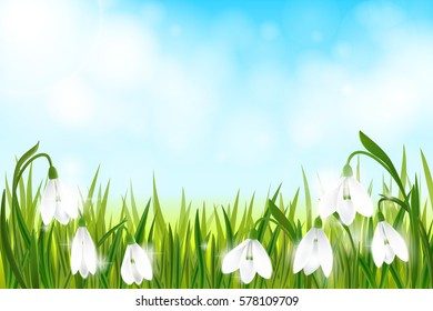 Spring background with galanthus snowdrop flowers, green grass, swallows and blue sky. Can be used for Easter, birthday, wedding, anniversary, 8 march, woman's day. Seasonal sales.Vector EPS10