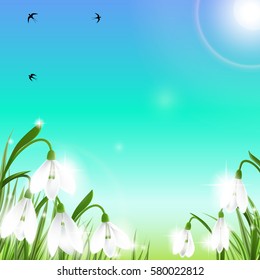 Spring background with galanthus snowdrop flowers, green grass, swallows and blue sky. Can be used for Easter, birthday, wedding, anniversary, 8 march, woman's day. Seasonal sales.