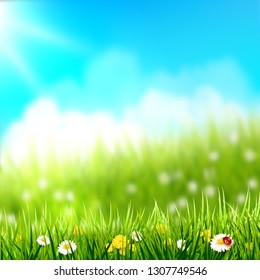 Spring background. Grass with flowers in front of a sunny meadow.