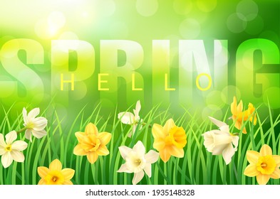 Spring background with green grass, daffodils and greeting. Vector illustration.