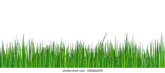 Spring background of a green young grass. Nature and parks