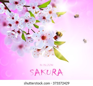 Spring background with  japan cherry flowers and bumble bees.