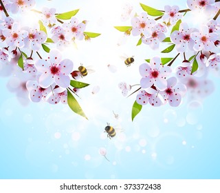 Spring background with japan cherry flowers and bumble bees.