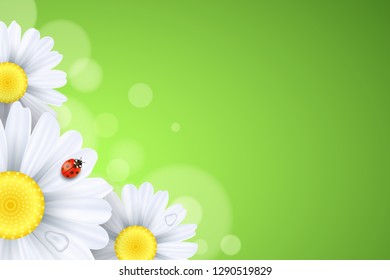 Spring background. Ladybug creeps on the flowers. Realistic daisies. Abstract lights bokeh. Seasonal banner for your design. Seasonal holiday. Water drops. Vector illustration. EPS 10
