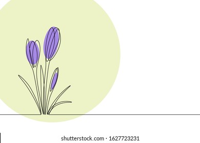 Spring background with minimalist single line crocus flowers bouquet on light green circle. Vector illustration