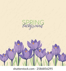 Spring Background With Place For Text With First Flowers Crocuses Template for social media, greeting card for Mother's Day, March 8. Vector