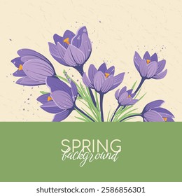 Spring Background with Place for Text with Purple Crocuses. Template for social media, greeting card for Mother's Day, March 8. Vector