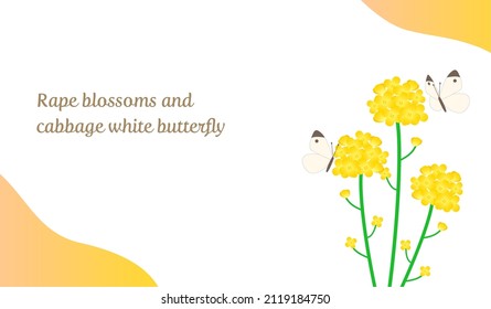 Spring background of rape blossoms and cabbage white butterfly