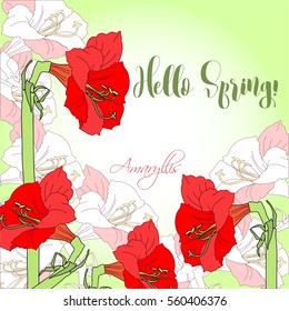 Spring  background with red pink amaryllis. Vector illustration
