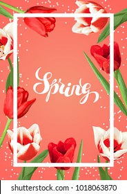 Spring background with red and white tulips. Beautiful realistic flowers, buds and leaves.