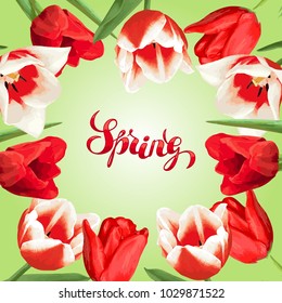 Spring background with red and white tulips. Beautiful realistic flowers, buds and leaves.