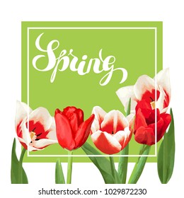 Spring background with red and white tulips. Beautiful realistic flowers, buds and leaves.